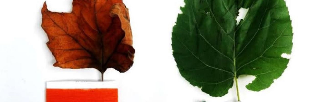 A Bologna e provincia riparte “SENSIlibri"! Codici comunicativi accessibili in dialogo nel paesaggio